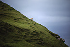 stehendes Schaf