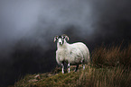 stehendes Schaf