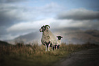 stehende Schafe