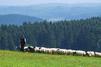 Schfer mit Schafherde