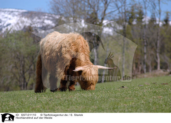 Hochlandrind auf der Weide / SST-01110