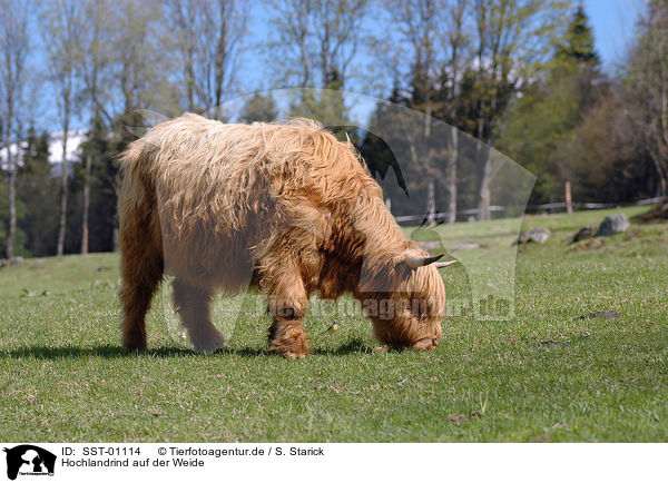 Hochlandrind auf der Weide / Highland / SST-01114