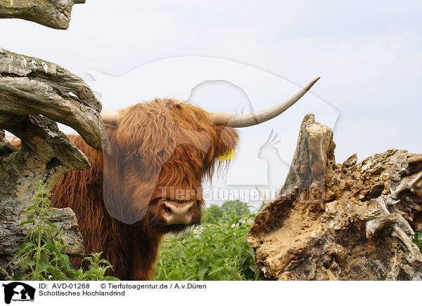 Schottisches Hochlandrind / highl�nder / AVD-01268