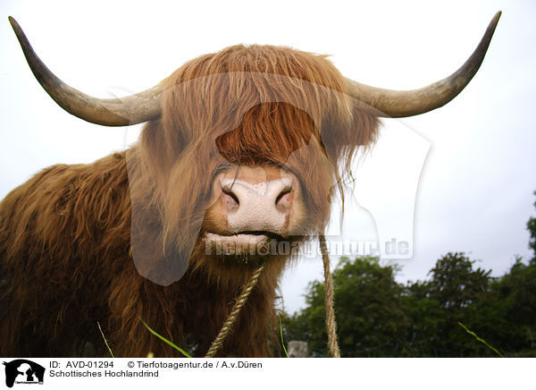Schottisches Hochlandrind / Highland-cattle / AVD-01294