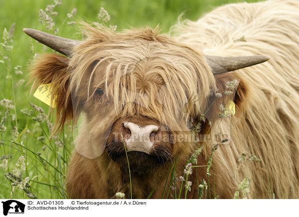 Schottisches Hochlandrind / Highland-cattle / AVD-01305