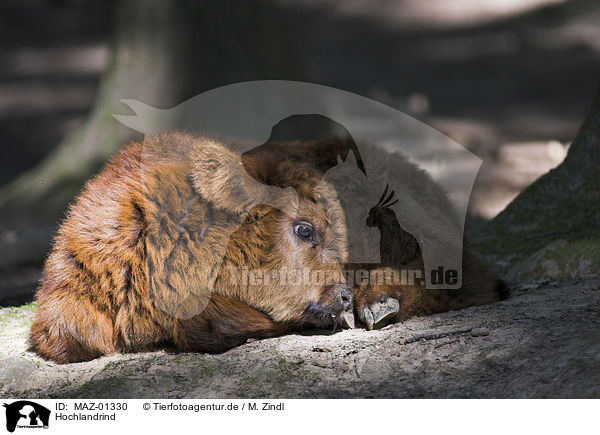 Hochlandrind / highland cattle / MAZ-01330