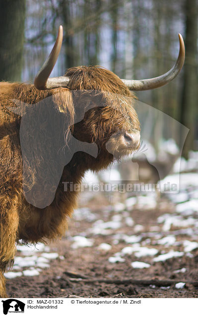 Hochlandrind / highland cattle / MAZ-01332