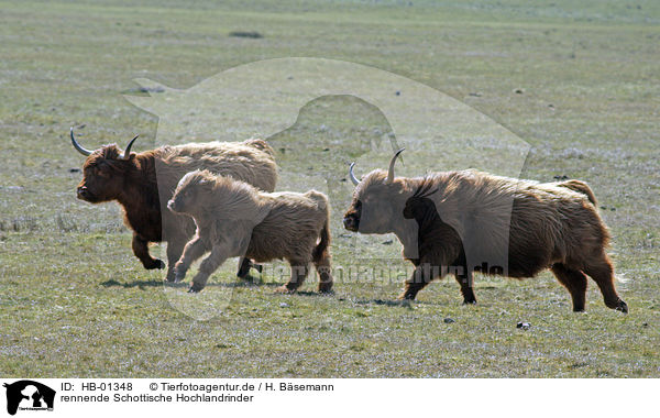 rennende Schottische Hochlandrinder / running highland cattles / HB-01348