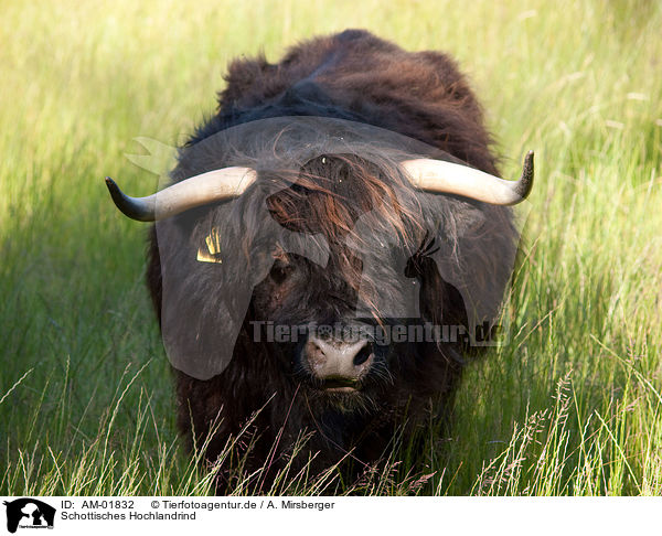 Schottisches Hochlandrind / Highland cattle / AM-01832