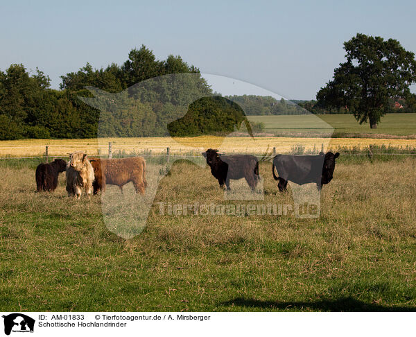 Schottische Hochlandrinder / Highland cattles / AM-01833