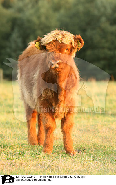 Schottisches Hochlandrind / Highland cattle / SG-02242