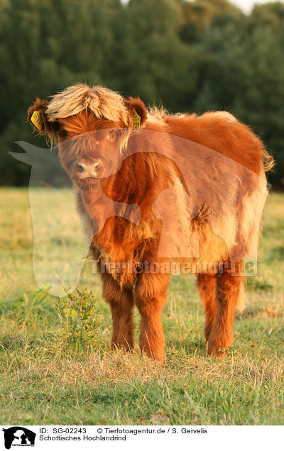 Schottisches Hochlandrind / Highland cattle / SG-02243