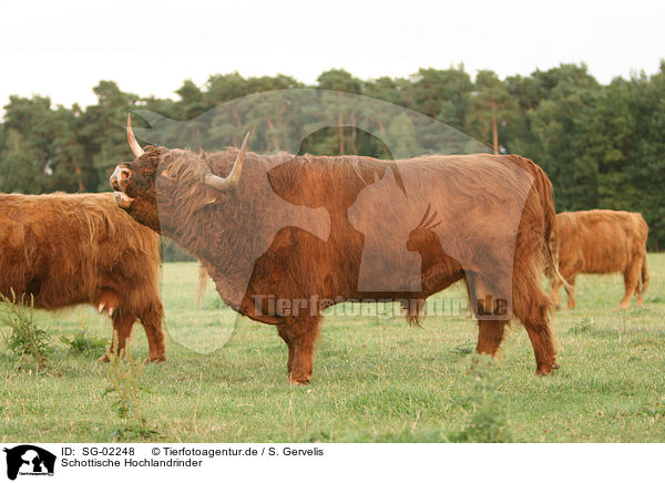 Schottische Hochlandrinder / Highland cattles / SG-02248