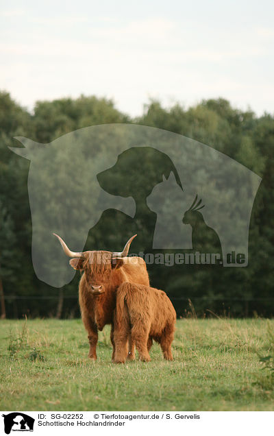 Schottische Hochlandrinder / Highland cattles / SG-02252