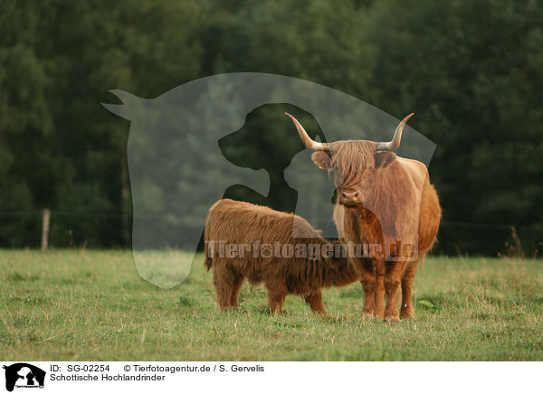 Schottische Hochlandrinder / Highland cattles / SG-02254
