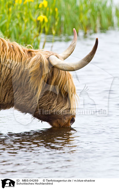 Schottisches Hochlandrind / Highland cattle / MBS-04269
