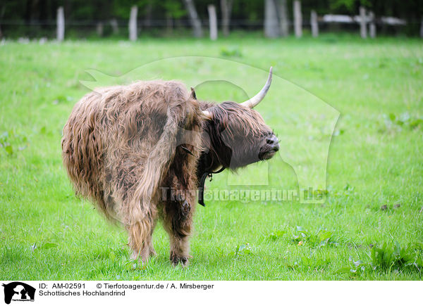 Schottisches Hochlandrind / highland cattle / AM-02591