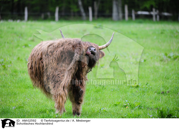 Schottisches Hochlandrind / highland cattle / AM-02592