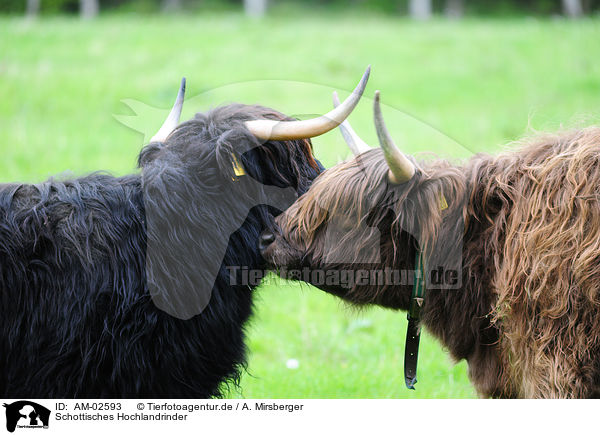 Schottisches Hochlandrinder / highland cattles / AM-02593