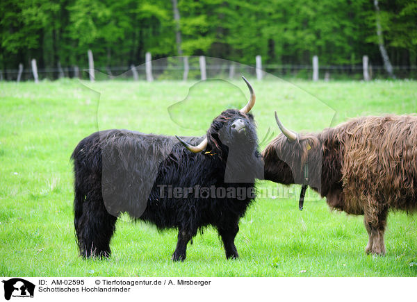 Schottisches Hochlandrinder / highland cattles / AM-02595