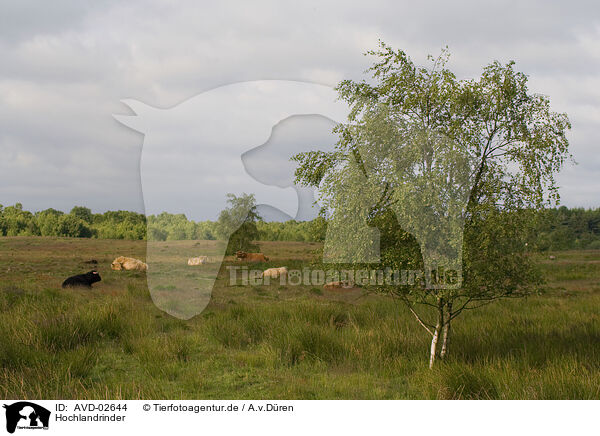 Hochlandrinder / Highland cattles / AVD-02644