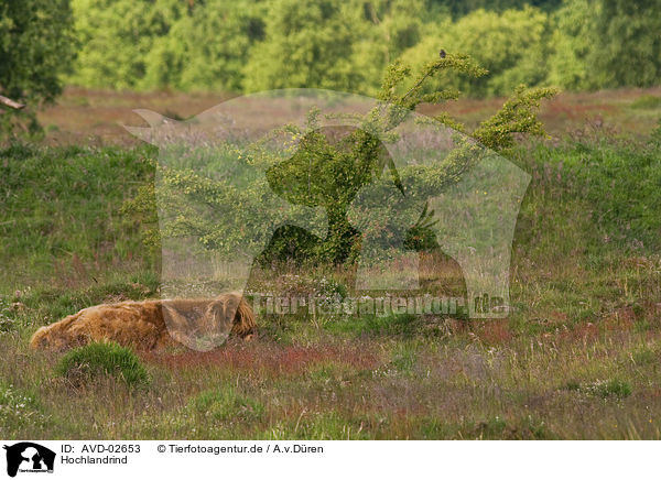 Hochlandrind / Highland cattle / AVD-02653
