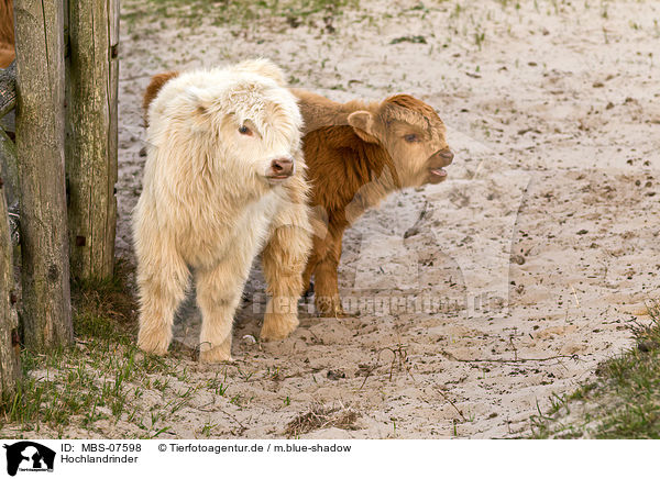 Hochlandrinder / Highland cattles / MBS-07598