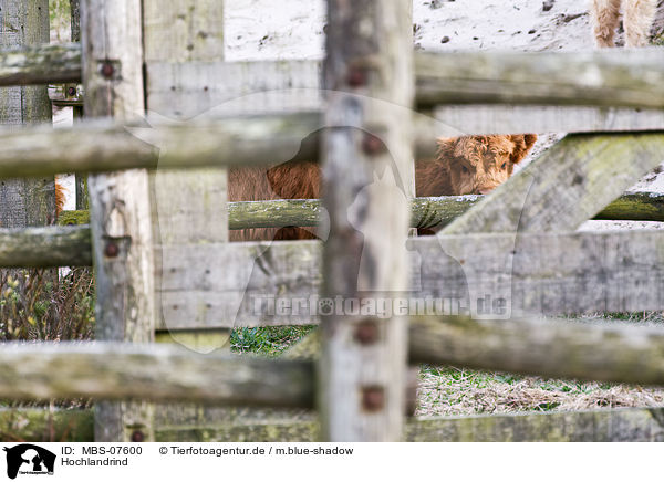 Hochlandrind / Highland cattle / MBS-07600