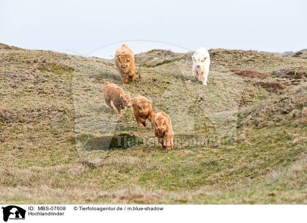 Hochlandrinder / Highland cattles / MBS-07608