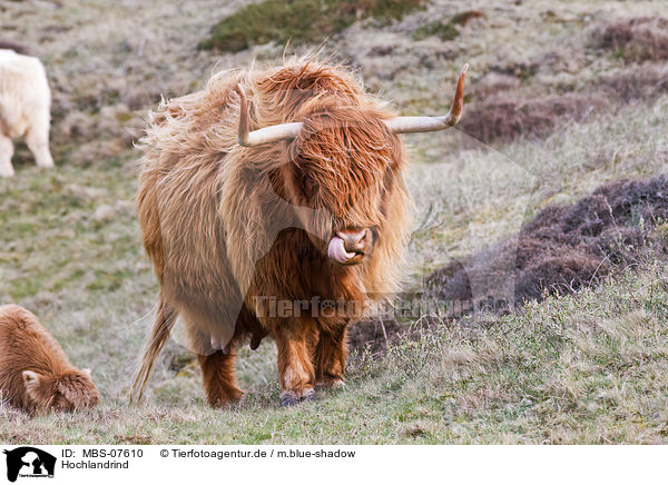 Hochlandrind / Highland cattle / MBS-07610