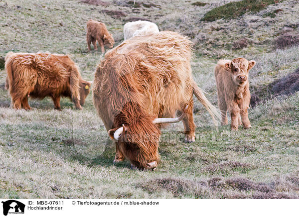 Hochlandrinder / Highland cattles / MBS-07611
