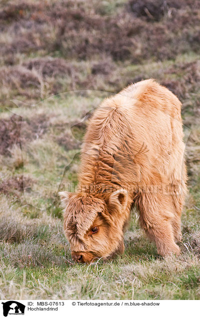 Hochlandrind / Highland cattle / MBS-07613