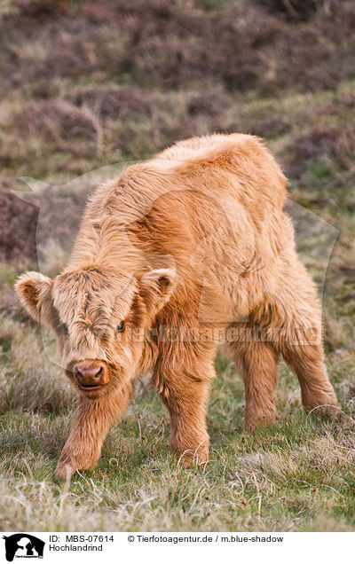 Hochlandrind / Highland cattle / MBS-07614