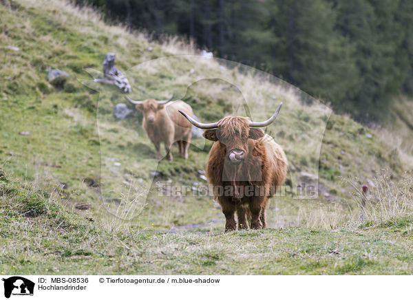Hochlandrinder / Highland cattle / MBS-08536