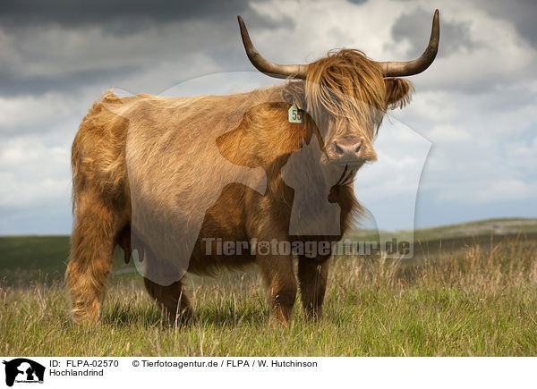 Hochlandrind / Highland cattle / FLPA-02570