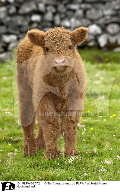 Hochlandrind / Highland cattle / FLPA-02572
