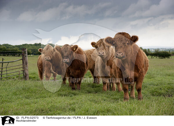 Hochlandrinder / Highland cattle / FLPA-02573