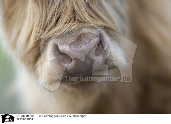 Hochlandrind / Highland cattle / AM-05901