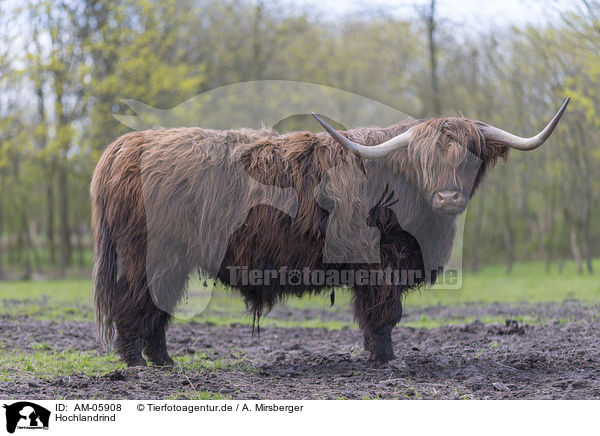 Hochlandrind / AM-05908
