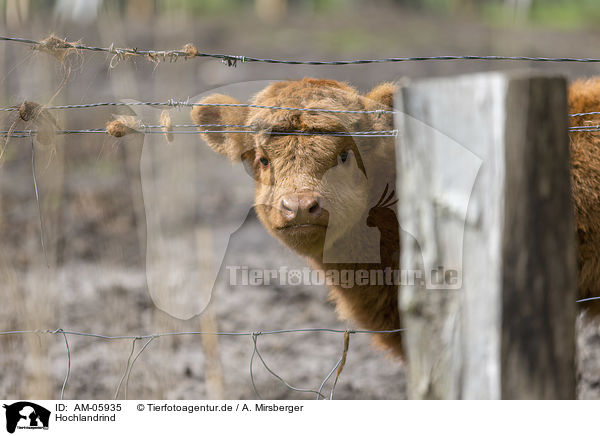 Hochlandrind / Highland cattle / AM-05935