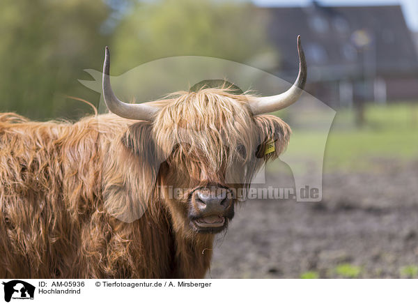 Hochlandrind / Highland cattle / AM-05936