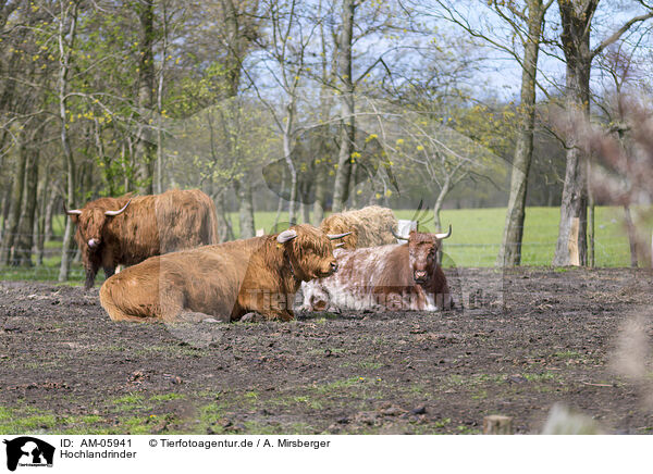 Hochlandrinder / Highland cattle / AM-05941