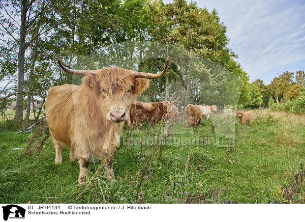 Schottisches Hochlandrind / Highland Cattle / JR-04134