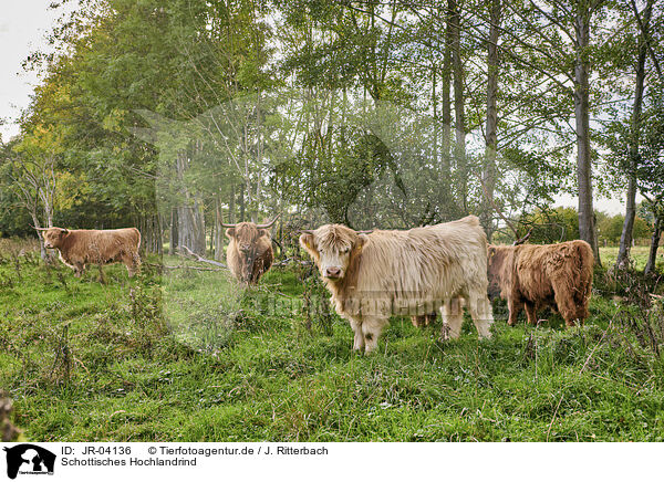 Schottisches Hochlandrind / Highland Cattle / JR-04136