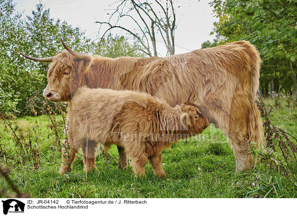 Schottisches Hochlandrind / Highland Cattle / JR-04142