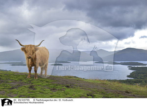 Schottisches Hochlandrind / Highland Cattle / DV-03755