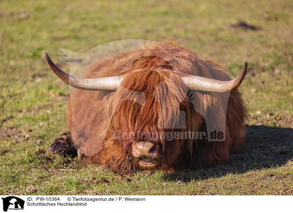 Schottisches Hochlandrind / Highland Cattle / PW-10364