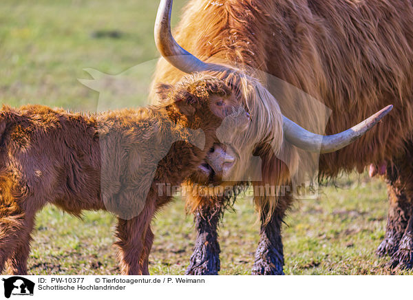 Schottische Hochlandrinder / Highland Cattle / PW-10377