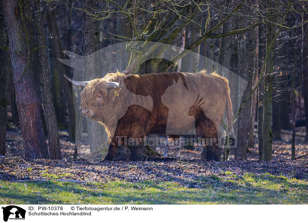 Schottisches Hochlandrind / Highland Cattle / PW-10378