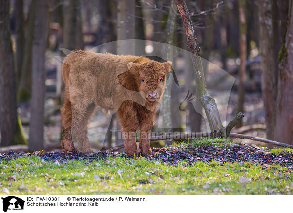 Schottisches Hochlandrind Kalb / Highland Cattle calf / PW-10381